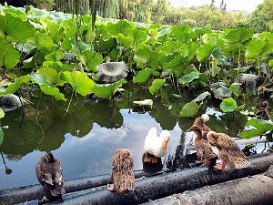 KUNMING - Parc Daguan - 094